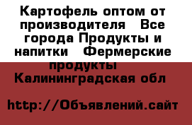 Картофель оптом от производителя - Все города Продукты и напитки » Фермерские продукты   . Калининградская обл.